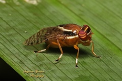 Scholastes cinctus