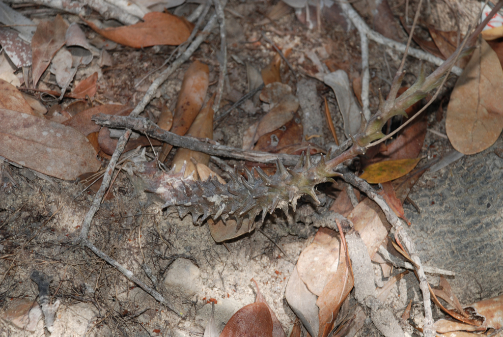 Ceropegia dimorpha, Ihorombe, Madagascar