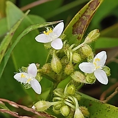 Tripogandra serrulata