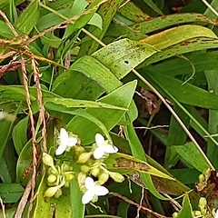 Tripogandra serrulata