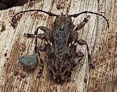 Acanthoderes flavomaculata