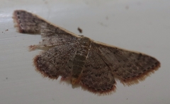 Idaea costaria