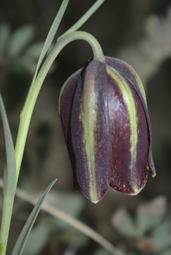 Fritillaria oranensis