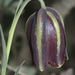Fritillaria oranensis - Photo (c) Rebbas, some rights reserved (CC BY-NC), uploaded by Rebbas