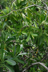 Voacanga thouarsii
