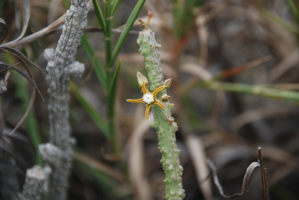 Cynanchum macrolobum