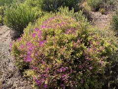 Drosanthemum barkerae