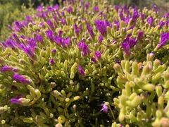 Drosanthemum barkerae
