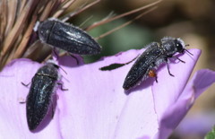 Acmaeodera cylindrica