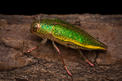 Psiloptera attenuata