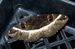 Erebus terminitincta