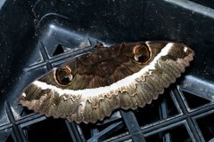 Erebus terminitincta