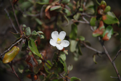 Xerochlamys undulata