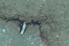 Cryptocentrus malindiensis