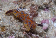 Halgerda indotessellata