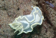 Glossodoris pallida