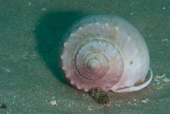 Phalium