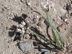 Allium macropetalum