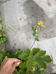Chelidonium majus