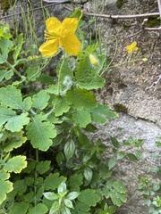 Chelidonium majus