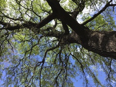 Acer monspessulanum