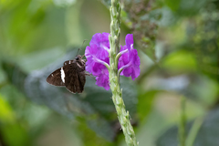 Autochton bipunctatus