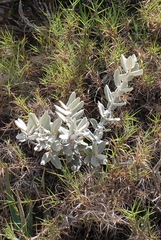 Pervillaea venenata macrantha