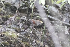 Sinosuthora alphonsiana