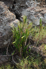 Angraecum protensum