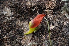Crotalaria grevei