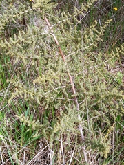 Asparagus acutifolius