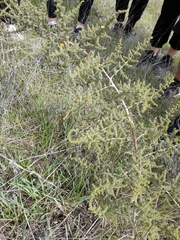 Asparagus acutifolius