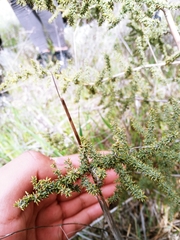 Asparagus acutifolius