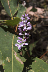 Comesperma virgatum