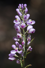Comesperma virgatum