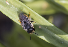 Pseudoanthidium repetitum