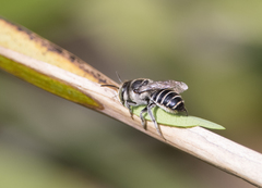 Pseudoanthidium repetitum