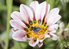 Pseudoanthidium repetitum