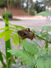 Pachylis bipunctatus