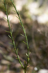 Comesperma virgatum
