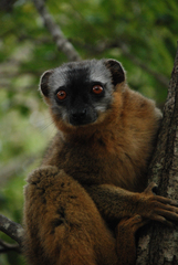 Eulemur rufifrons