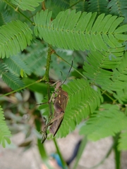 Pachylis bipunctatus