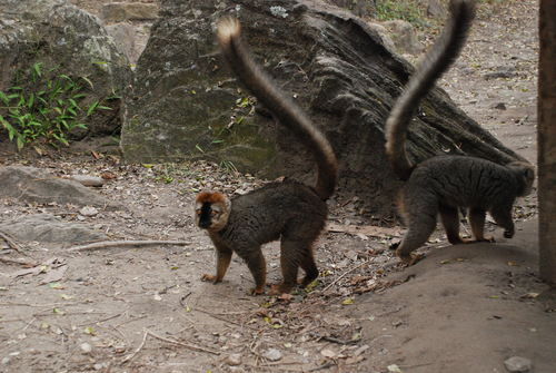 Red-fronted Brown Lemur