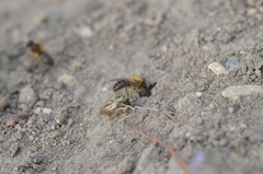 Colletes cunicularius