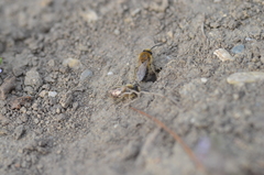 Colletes cunicularius