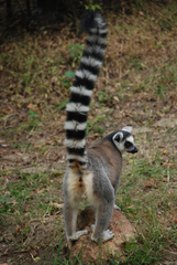 Lemur catta