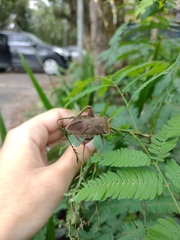 Pachylis bipunctatus