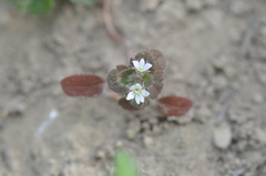 Veronica sublobata