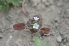 Veronica sublobata