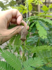Pachylis bipunctatus